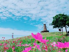 -大塘金香草谷