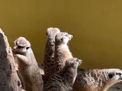 -北京野生动物园