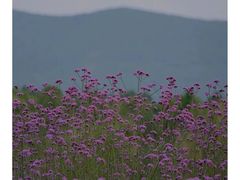 -西京湾花海