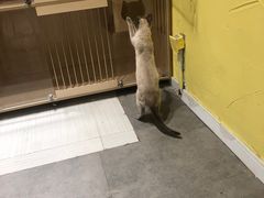 -吉丁鸟咖·异宠·寄养