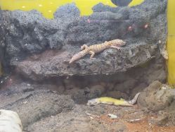 -神奇动物撸宠馆·羊驼·小浣熊·异宠(豫园店)