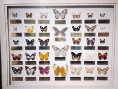 -上海昆虫博物馆