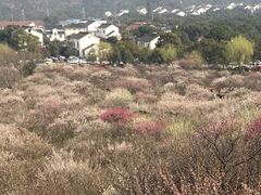 -香雪海