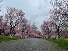 -上海海湾国家森林公园