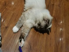 -绒爪撸猫下午茶·猫咖