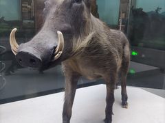 -国家自然博物馆