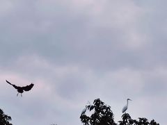 -青羊宫