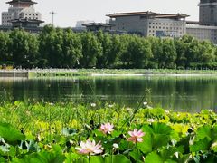 -莲花池公园