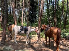 -铁山坪森林公园