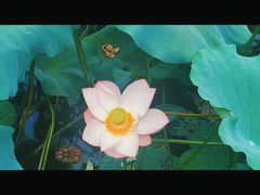 -龙头寺公园