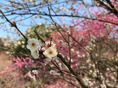 -杭州植物园