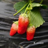去摘草莓啦～～