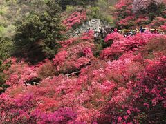 -木兰云雾山