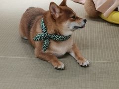 -逗柴咖啡屋·狗咖猫咖宠物桌游
