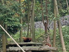 -都江堰中华大熊猫苑