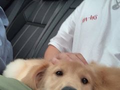 -翊宠yipet猫狗购宠庄园犬舍•猫舍