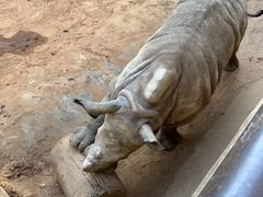 -昆明动物园