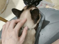 -藏猫猫咖啡主题馆(中央大道店)