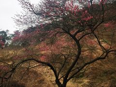 -新建村梅花