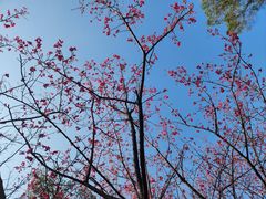 -金鸡山公园