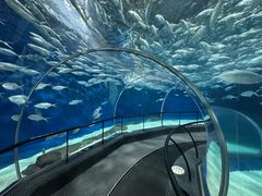 -上海海洋水族馆