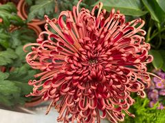 -北京世界花卉大观园