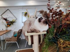 -共舞时光猫咖·狗咖(新街口店)