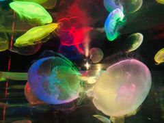 -悉尼海洋生物水族馆