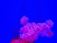 -瑞普利水族馆