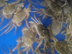-阳澄湖大闸蟹·琼灵阁牌品牌连锁(吴中总店)