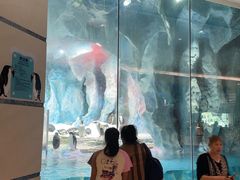 -帝企鹅自助餐厅•儿童岛•真企鹅(长隆企鹅酒店)