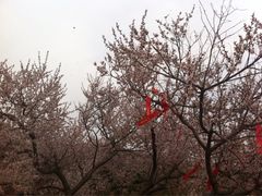 iphone_upload_pic-蒙山大佛景区