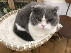 -共舞时光猫咖·狗咖(新街口店)