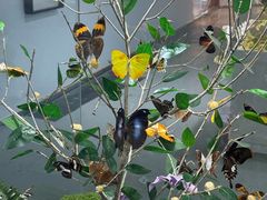 -凯德广场(西城店)