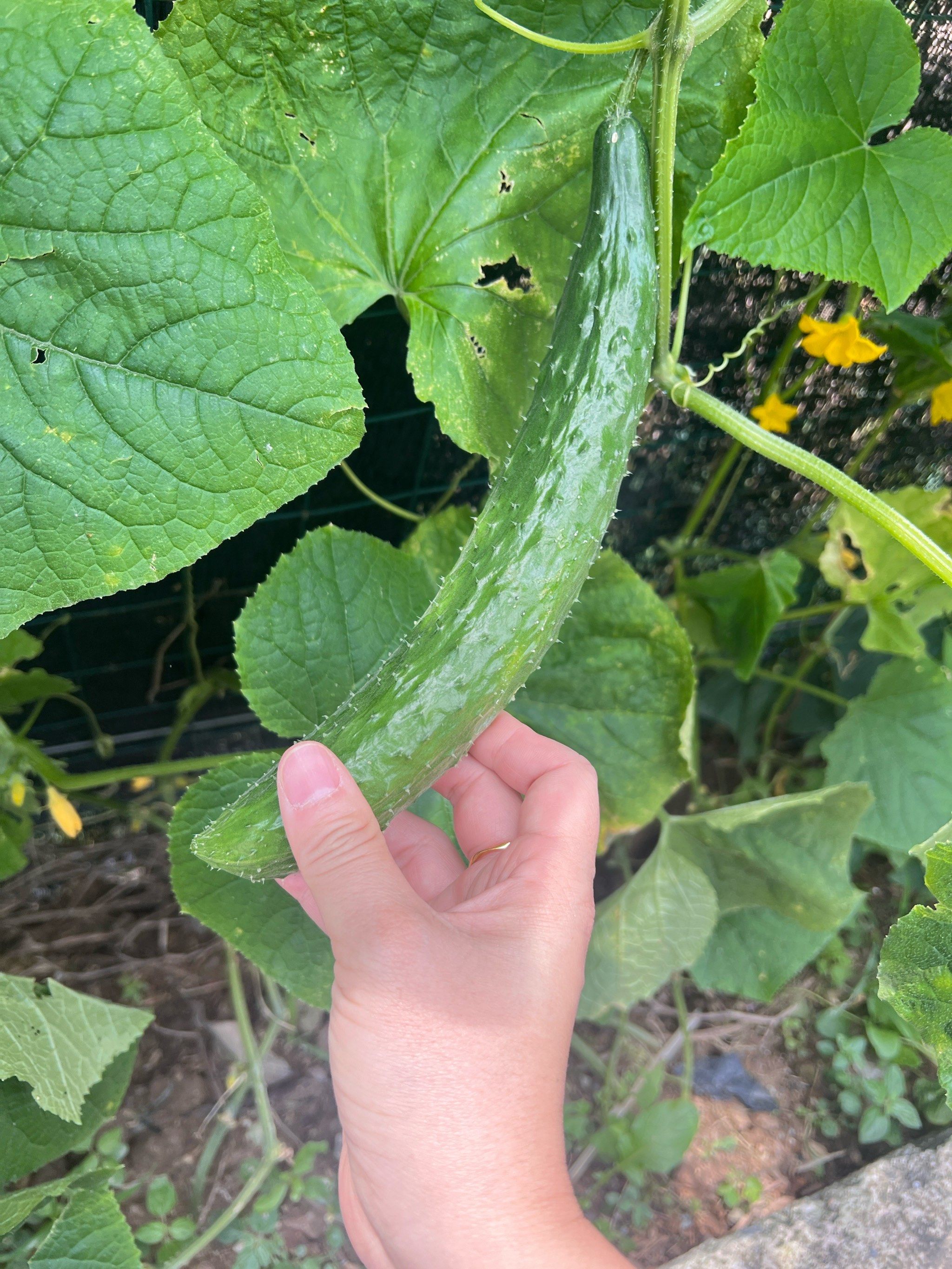 农家路边自种的带刺黄瓜