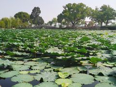 -无锡蠡湖国家湿地公园-蠡园
