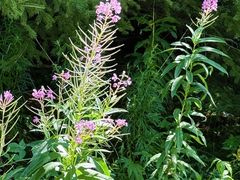 -五营红松林海景区