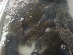 -班赞海鲜市场