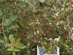 -中国农科院国家农业科技展示园