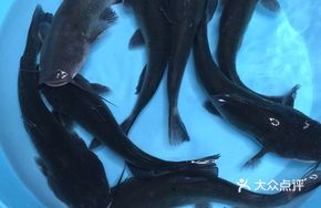 Secret-Recipe Yellow Catfish