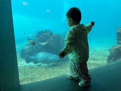 -海棠湾洲际-涛·海底餐厅·美人鱼·自助餐·海底隧道