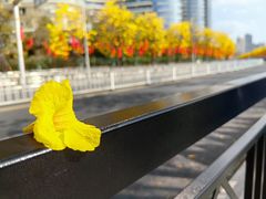 -广州白天鹅宾馆