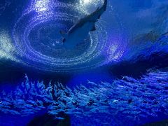 -海合安武汉极地海洋公园