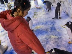 -芜湖新华联大白鲸海洋公园