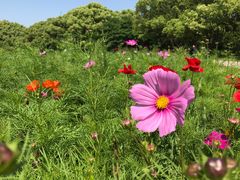 -上海共青森林公园