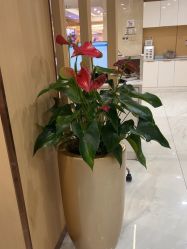 -南京康美美容医院·旗舰店