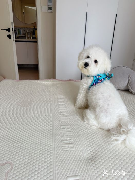 久久宠物(河东万达店)图片