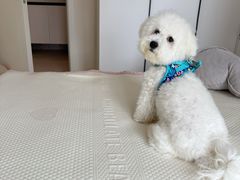 -久久宠物(河东万达店)