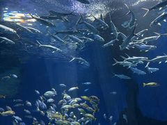 -海合安武汉极地海洋公园