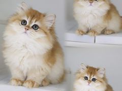 -lincat·猫舍(广州店)